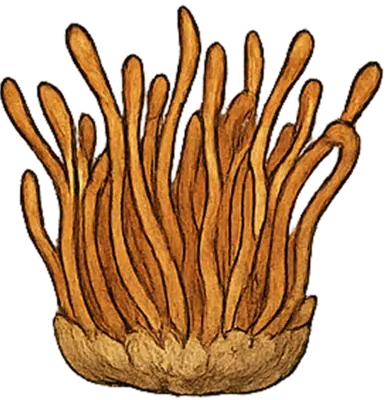 Cordyceps
