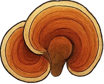 Reishi